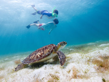 Snorkeling-with-Sabrage-Day-Charters