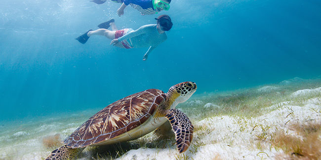 Snorkeling-with-Sabrage-Day-Charters